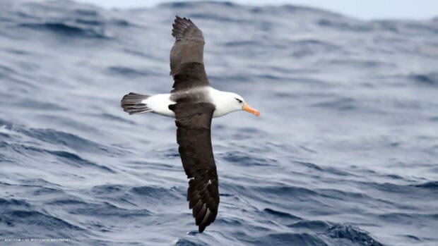 A large albatross is flying over the blue ocean waves in this scene, HD Desktop Wallpaper