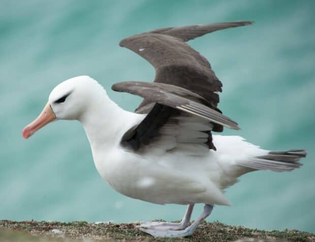 An albatross spreading its wings while standing on a rocky shore near the ocean, HD Desktop Wallpaper