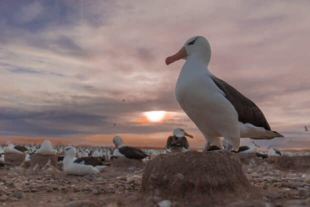 An albatross is standing on a rocky mound with many albatrosses resting in the background under the sunset sky, HD Desktop Wallpaper