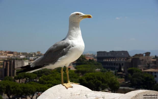 An albatross stands on a stone ledge overlooking a cityscape on a clear day, HD Desktop Wallpaper