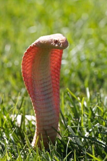 An albino king cobra is rising with its expanded hood in green grass, 2K Mobile Wallpaper