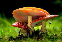 Amanita wallpapers showing detailed red and white mushrooms growing, HD Desktop Wallpaper