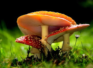 Amanita wallpapers showing detailed red and white mushrooms growing, HD Desktop Wallpaper