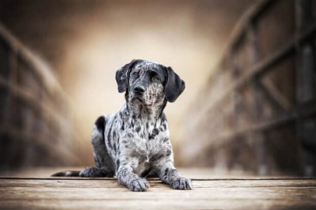 A black and white Aussiedor dog is lying calmly on a wooden floor with a blurred background, HD Desktop Wallpaper