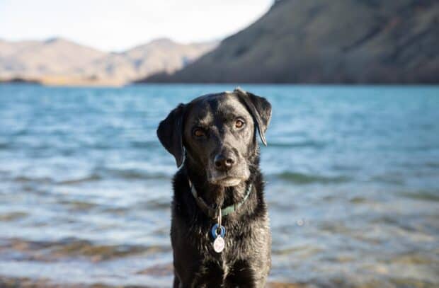 A wet Aussiedor looks attentively near the clear lake with mountains behind, HD Desktop Wallpaper