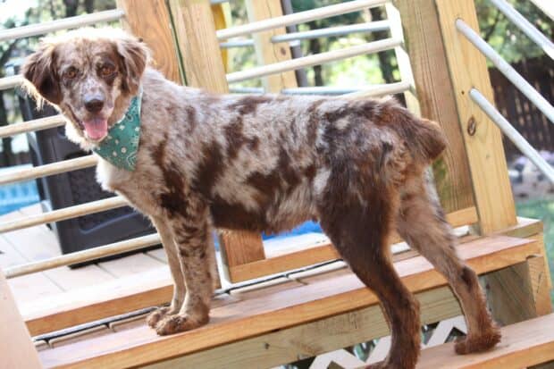 A happy Aussiedor stands on wooden stairs wearing a green bandana, 2K Desktop Wallpaper