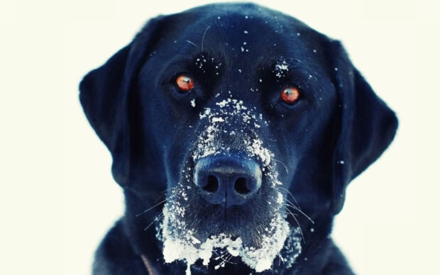 A black Aussiedor with snow covering its muzzle and whiskers looks directly at the camera, HD Desktop Wallpaper
