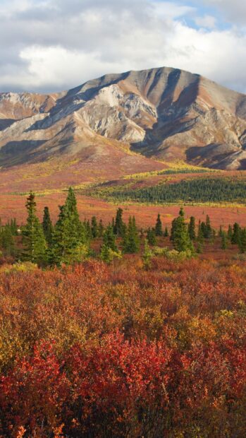 The vibrant autumn foliage with mountain landscape of Denali National Park and Preserve fills the scene, HD Mobile Wallpaper