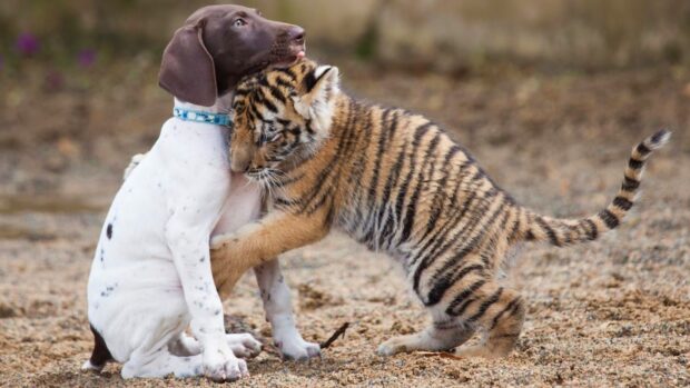 A tiger cub hugs a white puppy wearing a collar while sitting on the ground, 4K Desktop Wallpaper