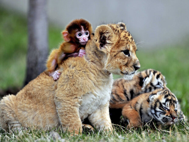 A baby monkey clings to a lion cub while two tiger cubs lie nearby in the grass, HD Desktop Wallpaper
