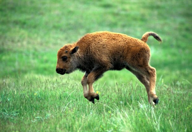 A young bison is jumping playfully in a green field with visible fur texture, HD Desktop Wallpaper