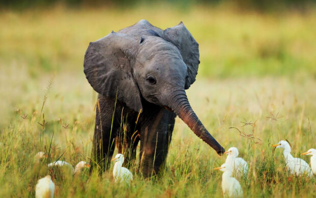 A baby elephant is standing in the grass surrounded by white birds, 2K Desktop Wallpaper