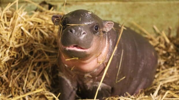 A baby hippopotamus is resting comfortably on dry grass with some hay on its head, HD Desktop Wallpaper