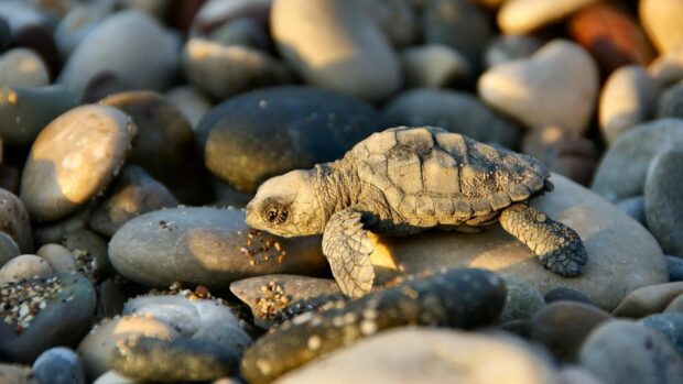 A baby turtle crawls over smooth stones under warm sunlight, HD Desktop Wallpaper