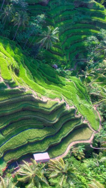 A vibrant view of Banaue rice terraces surrounded by lush greenery and tall palm trees, HD Mobile Wallpaper