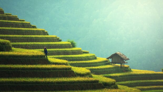 A person walking through the Banaue rice terraces surrounded by lush green fields and misty hills, 4K Desktop Wallpaper