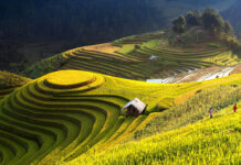 The Banaue Rice Terraces glow under golden sunlight with green hills and three people walking, 4K Desktop Wallpaper