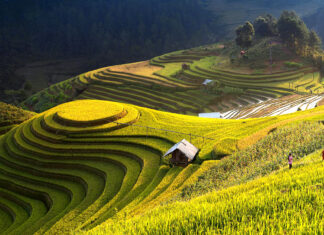 The Banaue Rice Terraces glow under golden sunlight with green hills and three people walking, 4K Desktop Wallpaper