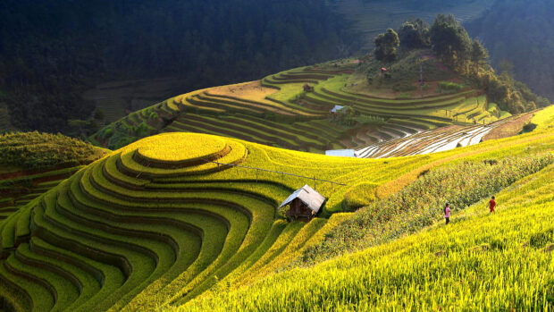 The Banaue Rice Terraces glow under golden sunlight with green hills and three people walking, 4K Desktop Wallpaper