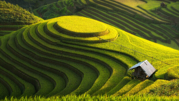 A scenic view of Banaue Rice Terraces with a small hut in vibrant green fields, 4K Desktop Wallpaper