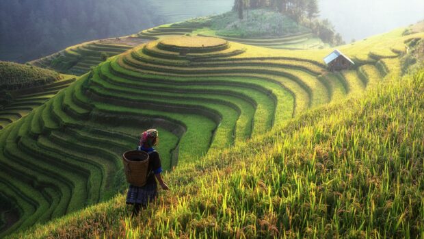 A person in traditional attire stands in the lush Banaue Rice Terraces with green and golden hues, 4K Desktop Wallpaper