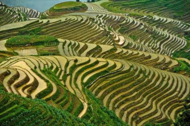 The Banaue Rice Terraces display intricate patterns of green and water filled fields, HD Desktop Wallpaper