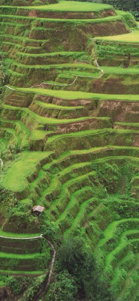 The Banaue Rice Terraces show layered green fields carved into mountain slopes, 2K Phone Wallpaper