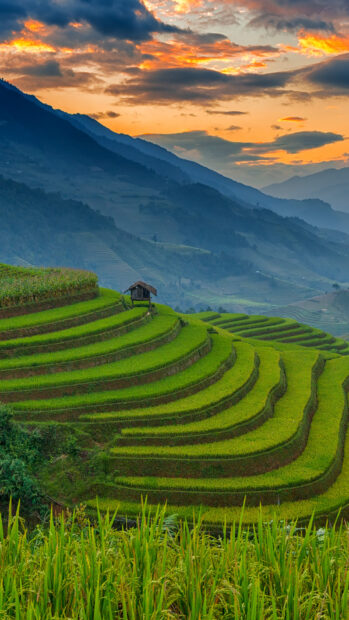 Banaue Rice Terraces stretch across the mountains with a small hut visible against the sunset sky, HD Mobile Wallpaper