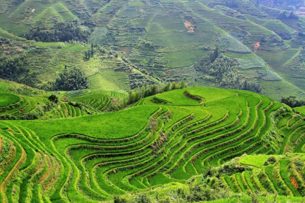 Banaue rice terraces showcase vibrant green stepped fields, HD Desktop Wallpaper
