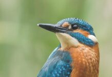 A vibrant kingfisher bird perched attentively on a wooden post in nature, HD Phone Wallpaper