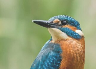A vibrant kingfisher bird perched attentively on a wooden post in nature, HD Phone Wallpaper