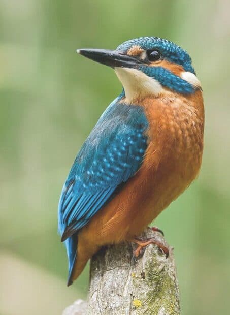 A vibrant kingfisher bird perched attentively on a wooden post in nature, HD Phone Wallpaper