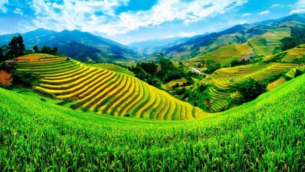 A vibrant view of rice terraces and green fields in Vietnam Wallpapers under a clear blue sky, 4K Desktop Wallpaper