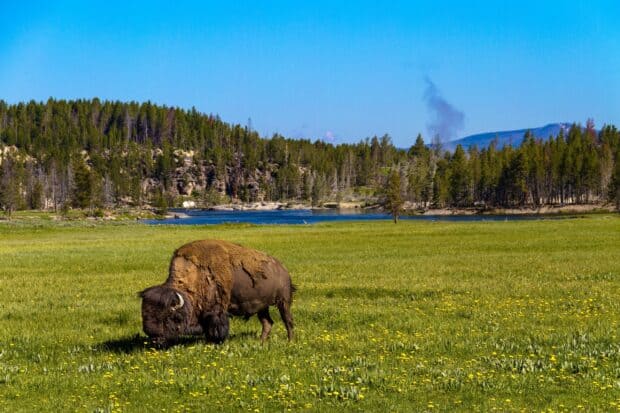 A bison grazes peacefully in a field with a river and forest in Yellowstone National Park, 2K Desktop Wallpaper