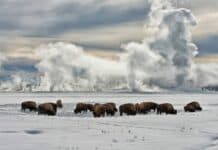 A herd of bison grazing on snow covered ground with steam rising in Yellowstone National Park, HD Desktop Wallpaper