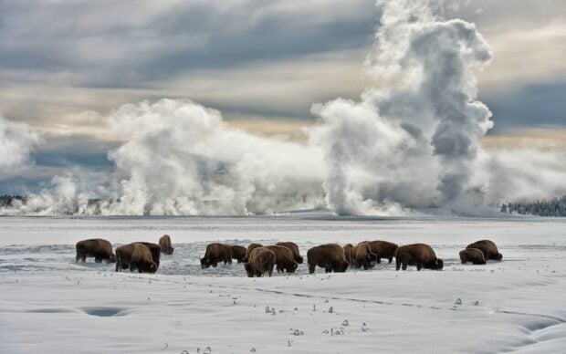 A herd of bison grazing on snow covered ground with steam rising in Yellowstone National Park, HD Desktop Wallpaper