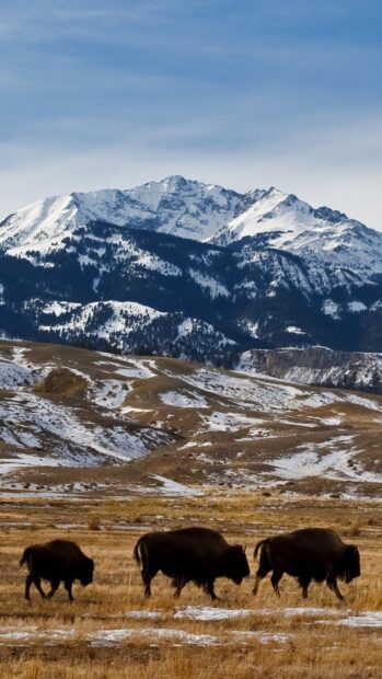 A herd of bison is walking across a snowy field with mountains in Yellowstone National Park, HD Phone Wallpaper