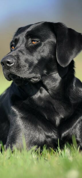 A black Labrador lying peacefully outdoors with clear sky, HD Phone Wallpaper