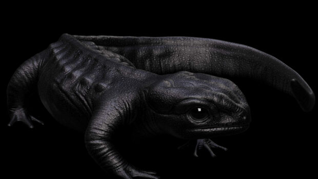 A close up of a black salamander showing its textured skin in a dark background, 4K Desktop Wallpaper