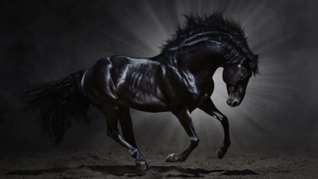 A black stallion is captured mid motion on dark ground with dramatic lighting, 4K Desktop Wallpaper