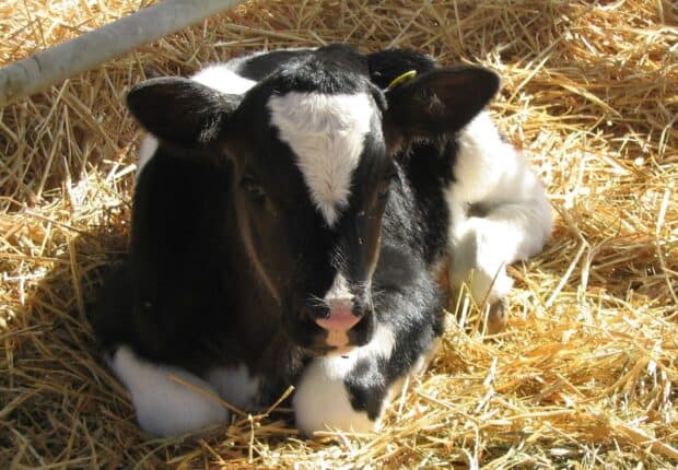 A black and white calf is lying on dry straw in a farm setting, HD Desktop Wallpaper