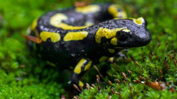A black and yellow salamander resting on green moss in a natural environment, HD Desktop Wallpaper