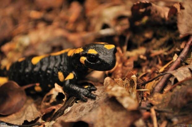 A black and yellow salamander is resting on dry autumn leaves in the forest, HD Desktop Wallpaper
