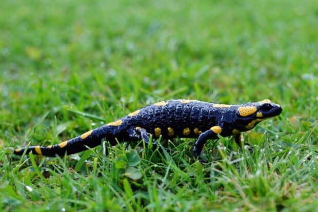 A black salamander with yellow spots is crawling on green grass in nature, HD Desktop Wallpaper