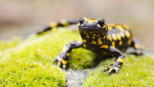 A black and yellow salamander is resting on green moss in a close up view, HD Desktop Wallpaper