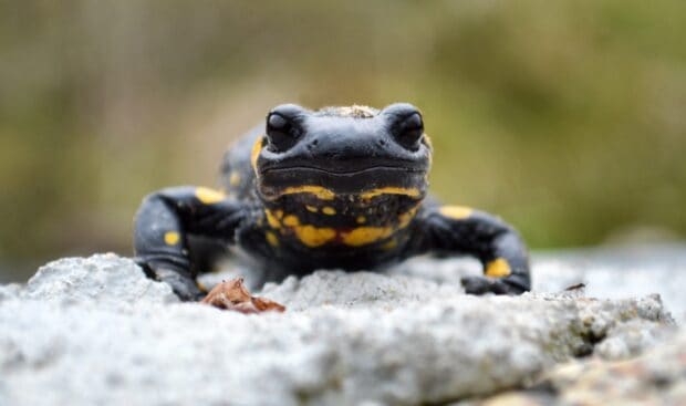 A black and yellow salamander is resting on a stone in nature, 2K Desktop Wallpaper