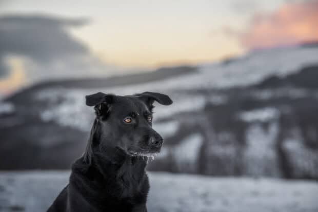 A black Aussiedor dog looks alert in the snowy mountain landscape at sunset, HD Desktop Wallpaper