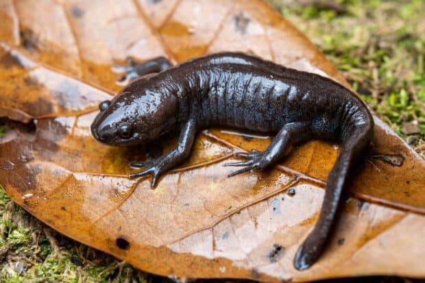 A black salamander is resting on a wet autumn leaf in a natural forest setting, 2K Desktop Wallpaper
