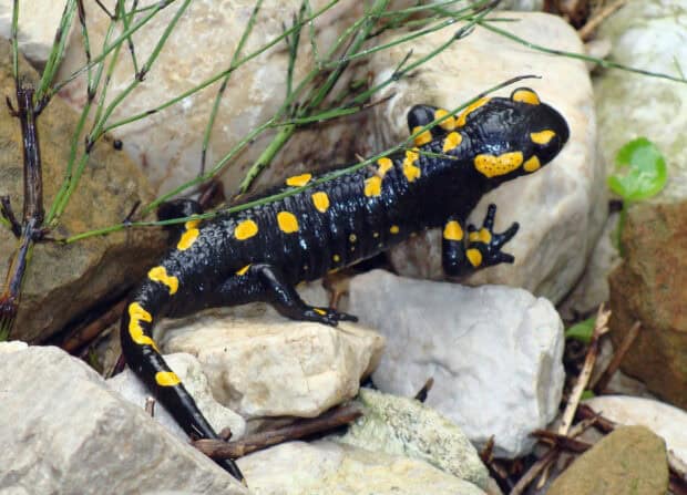 A black salamander with yellow spots is crawling among rocks and plants in nature, 2K Desktop Wallpaper
