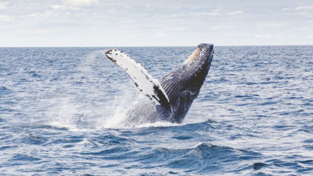 A blue whale is captured breaching the ocean surface with its fins raised, 4K Desktop Wallpaper